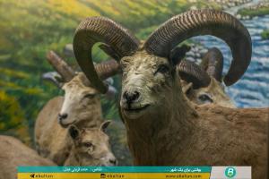 گردشگری تبریز - موزه تاریخ طبیعی 5